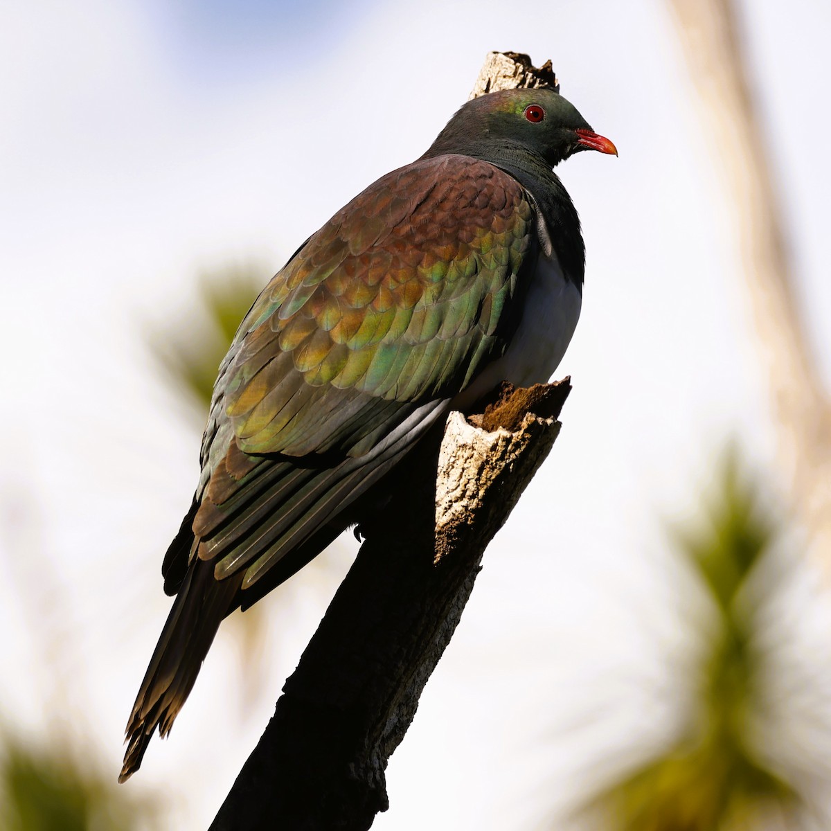 New Zealand Pigeon - ML619518678