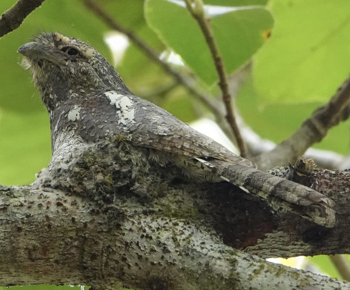Малайский лягушкорот (affinis) - ML619518721