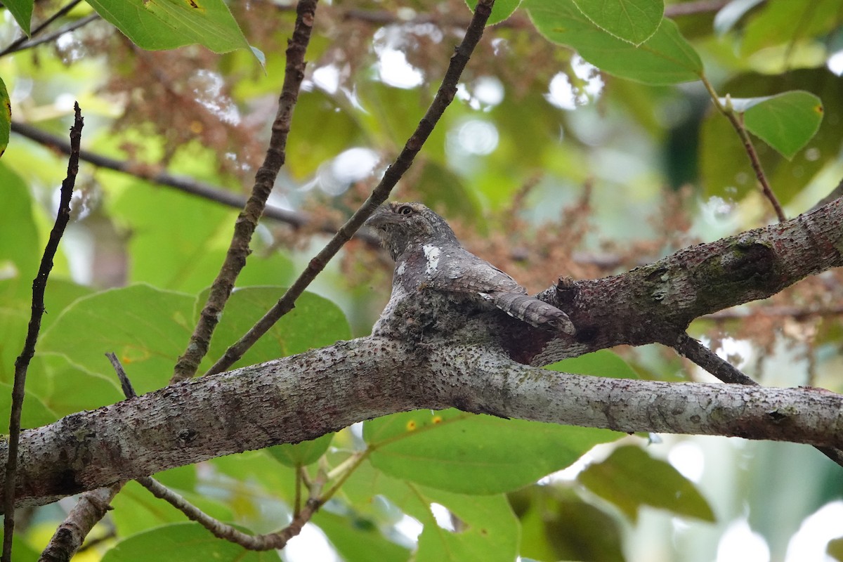 lelkoun malajský (ssp. affinis) - ML619518722