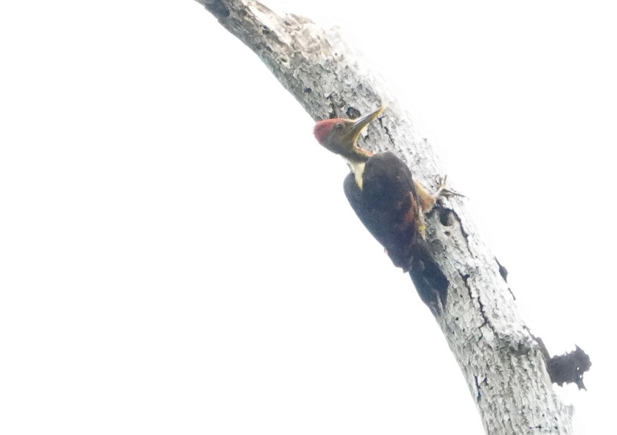 Orange-backed Woodpecker - ML619518749