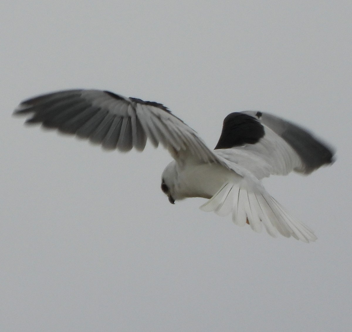 Black-shouldered Kite - ML619518771