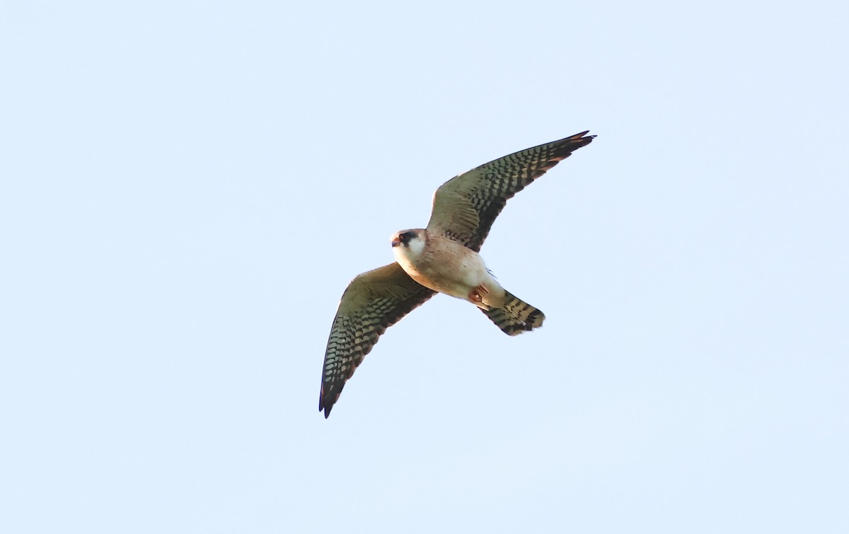 Red-footed Falcon - ML619518776
