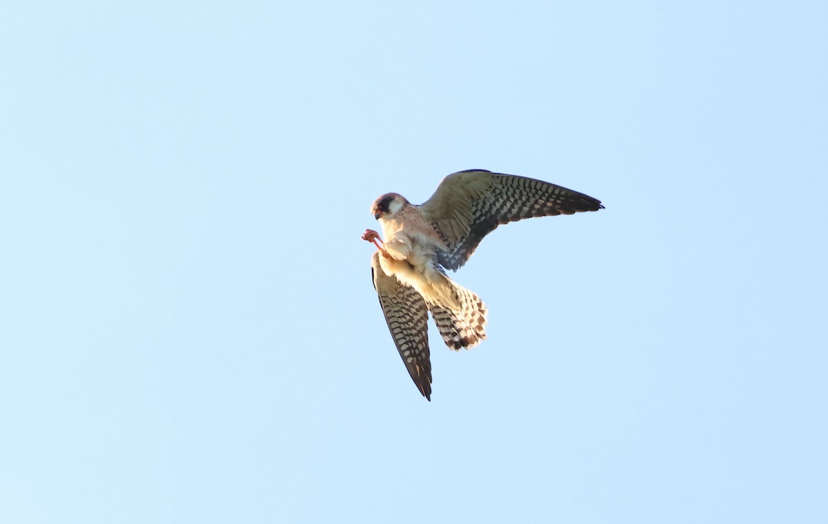 Red-footed Falcon - ML619518777