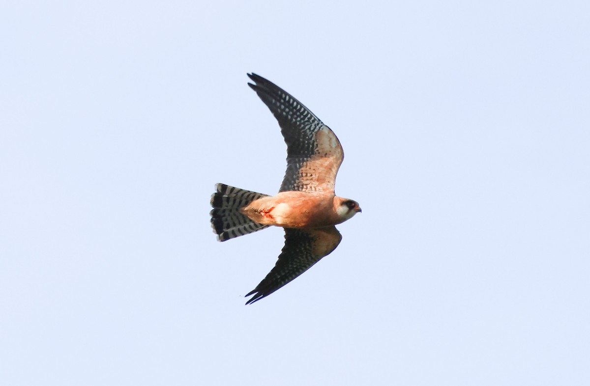 Red-footed Falcon - ML619518778