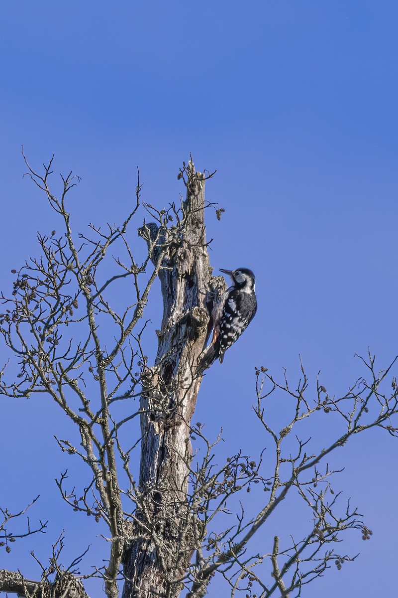 White-backed Woodpecker - ML619518881