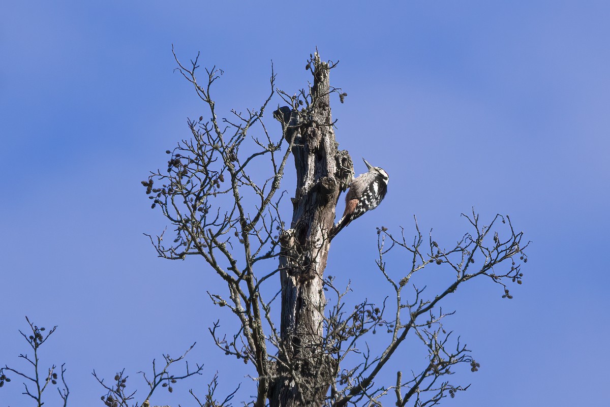 White-backed Woodpecker - ML619518882