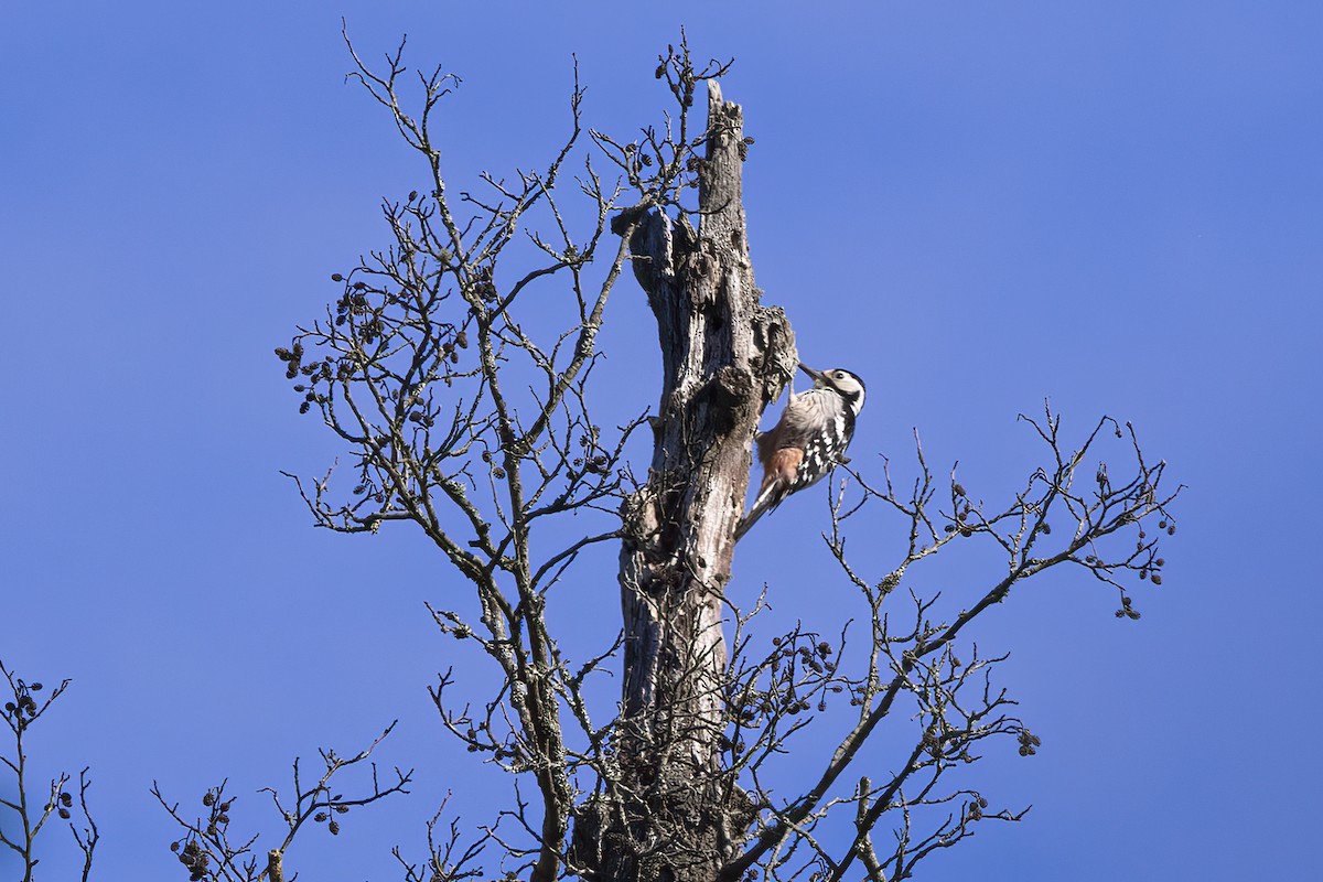 White-backed Woodpecker - ML619518883