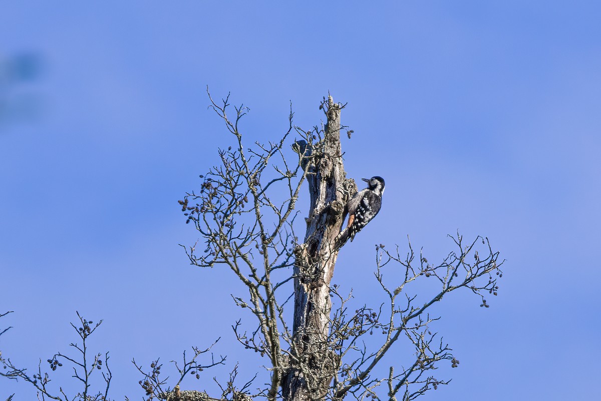 White-backed Woodpecker - ML619518884