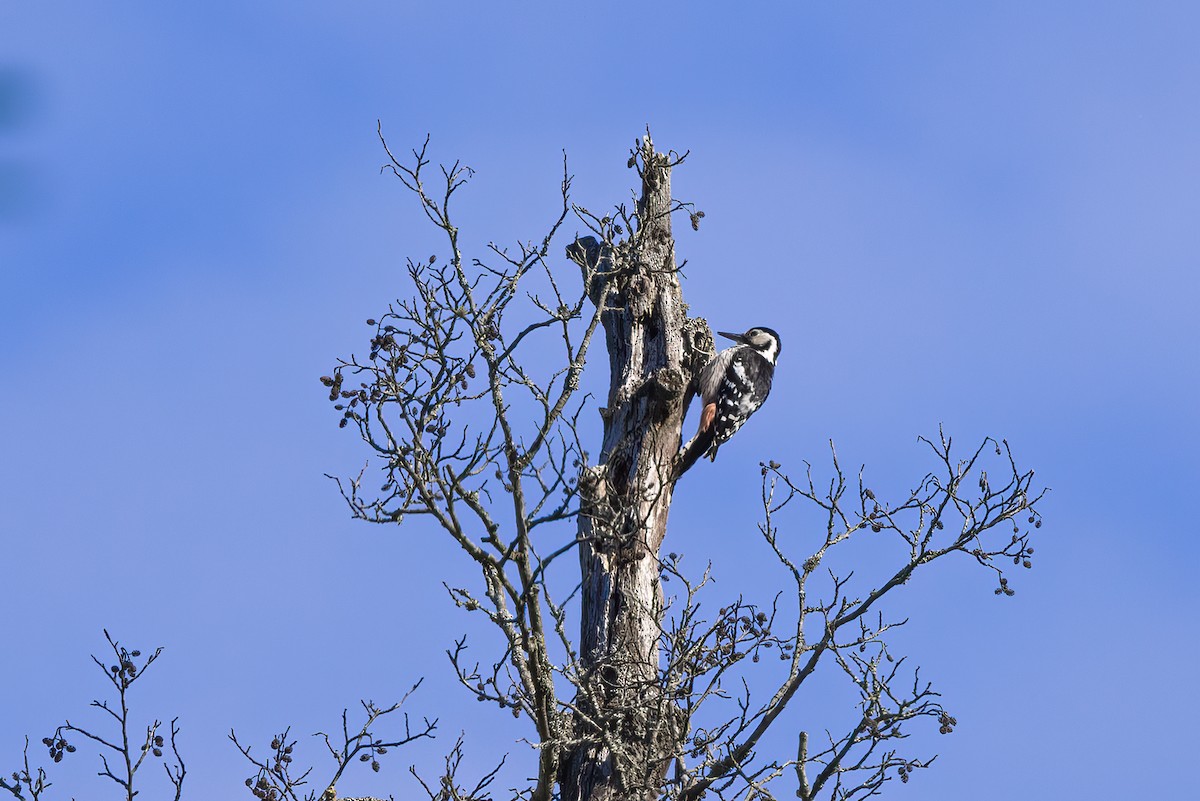 White-backed Woodpecker - ML619518886
