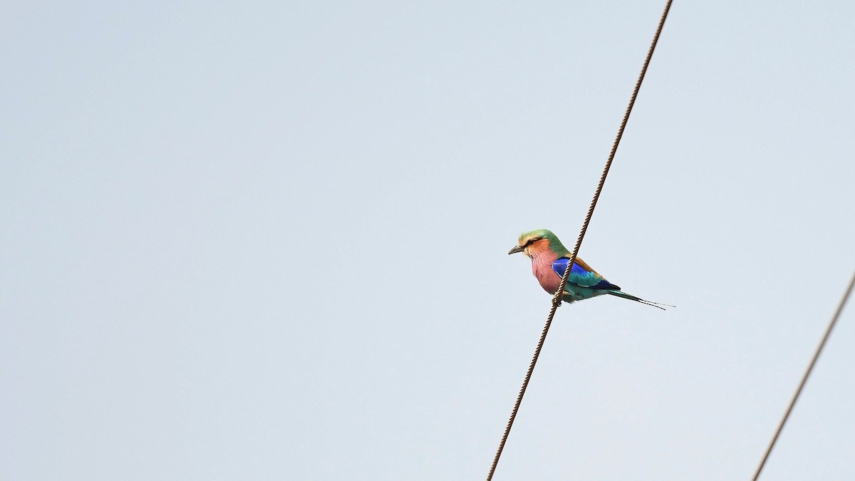 Lilac-breasted Roller - ML619518901