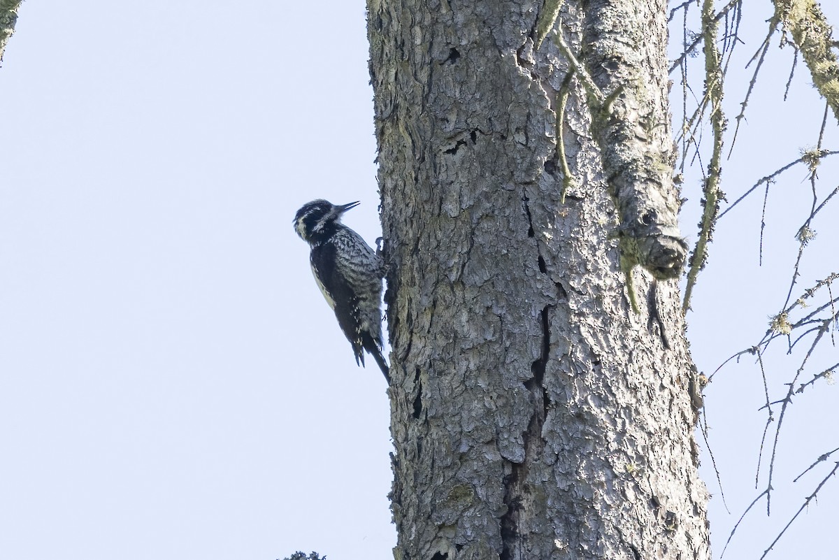 Eurasian Three-toed Woodpecker - ML619518902