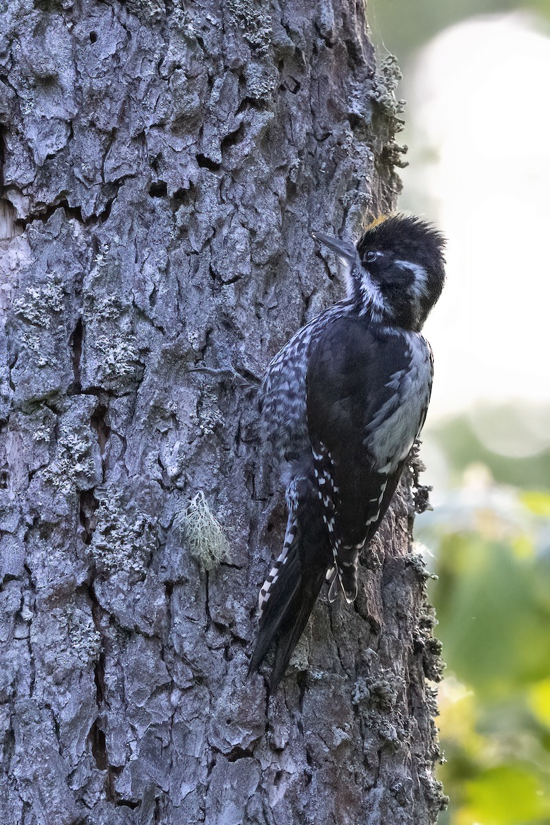 Eurasian Three-toed Woodpecker - ML619518926