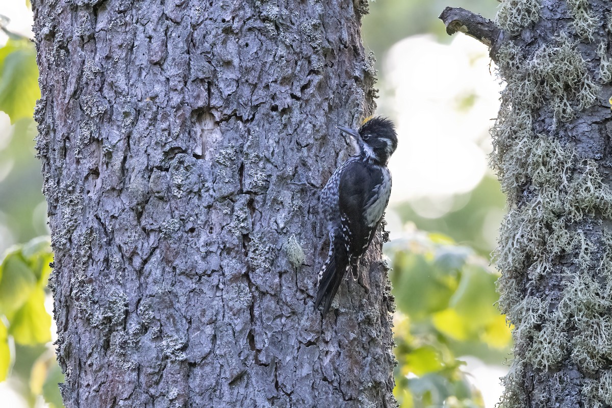 Eurasian Three-toed Woodpecker - ML619518937