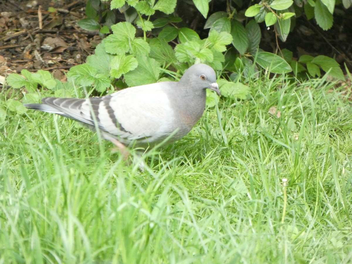 Rock Pigeon (Feral Pigeon) - ML619518940