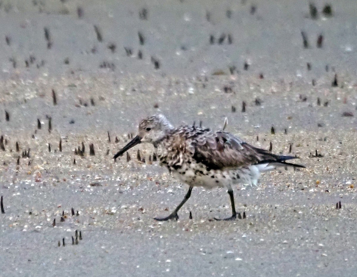 Great Knot - ML619519012