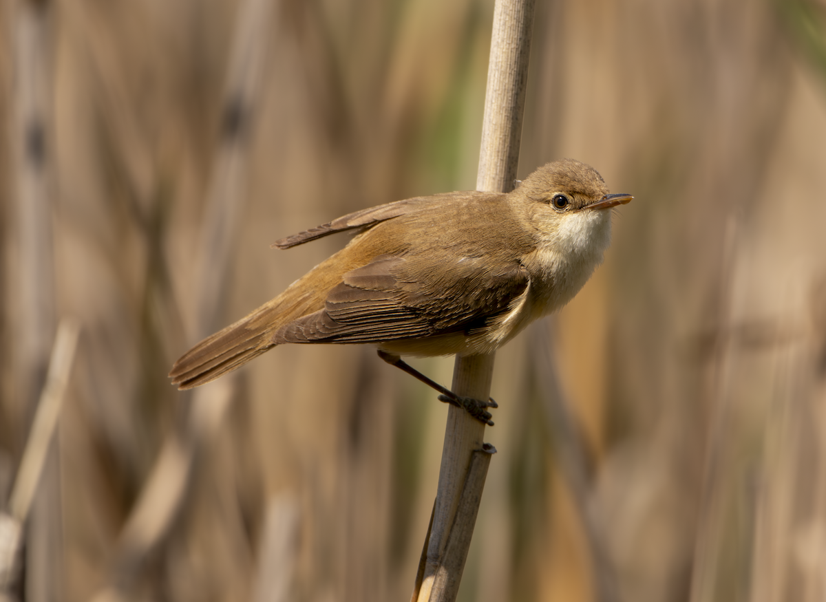 Common Reed Warbler - ML619519020