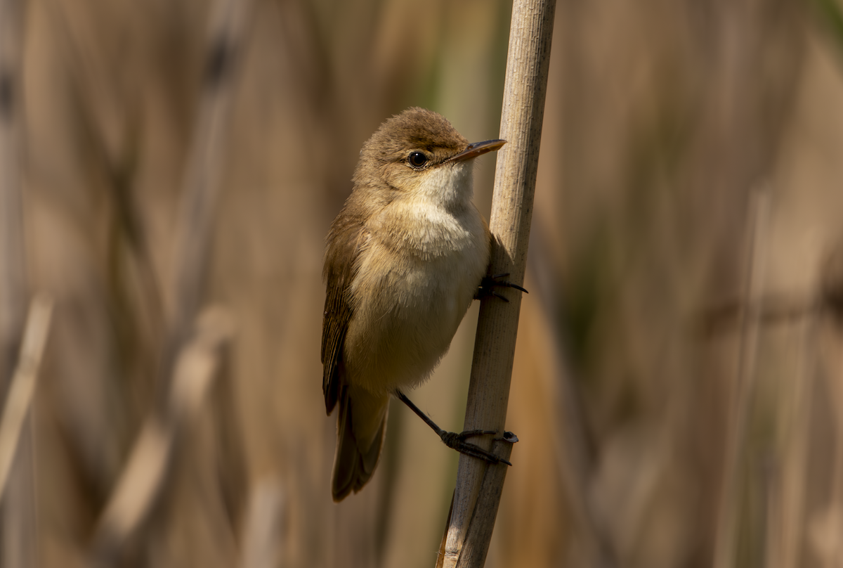 Common Reed Warbler - ML619519021