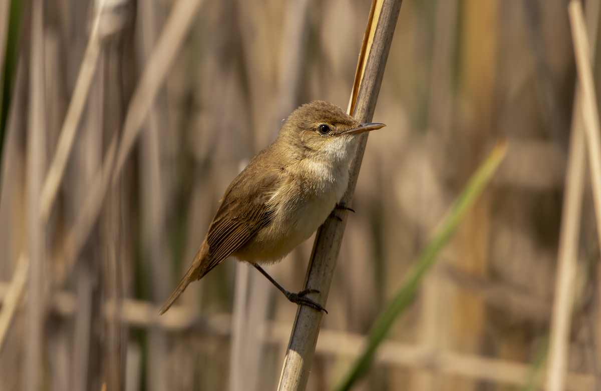 Common Reed Warbler - ML619519023