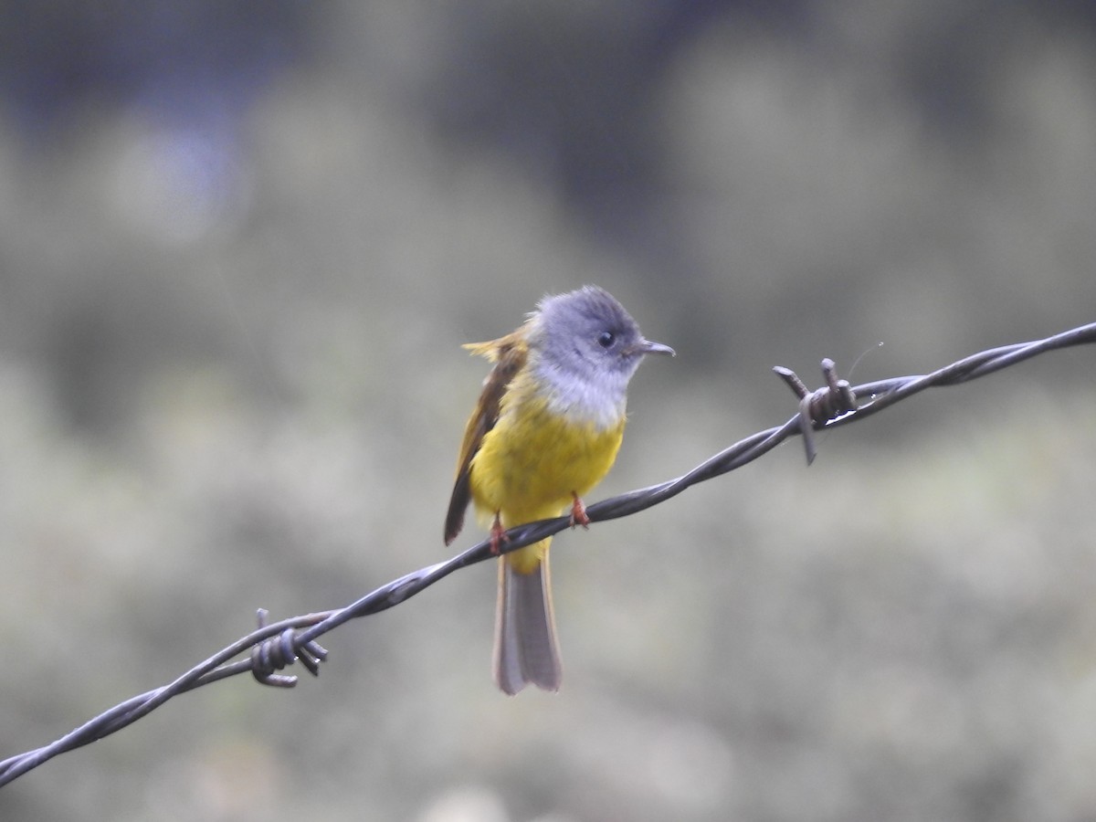 Gray-headed Canary-Flycatcher - ML619519024