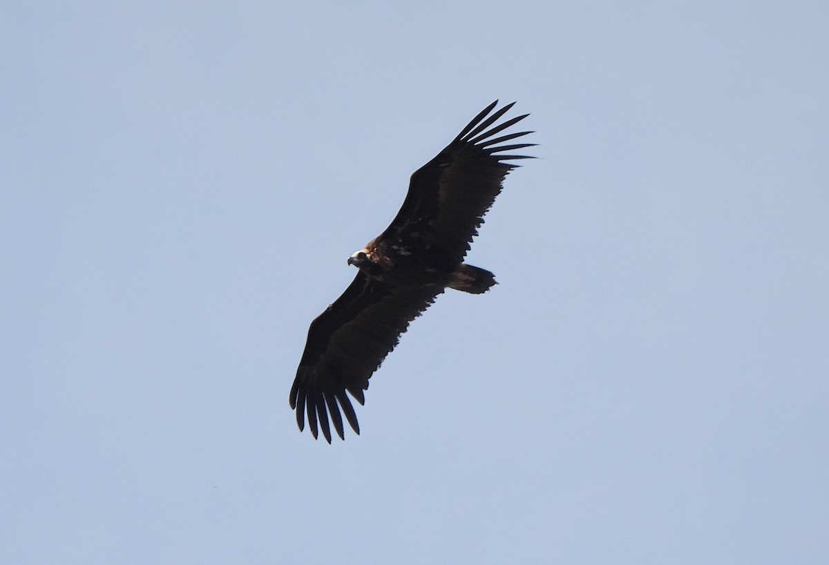 Cinereous Vulture - ML619519066