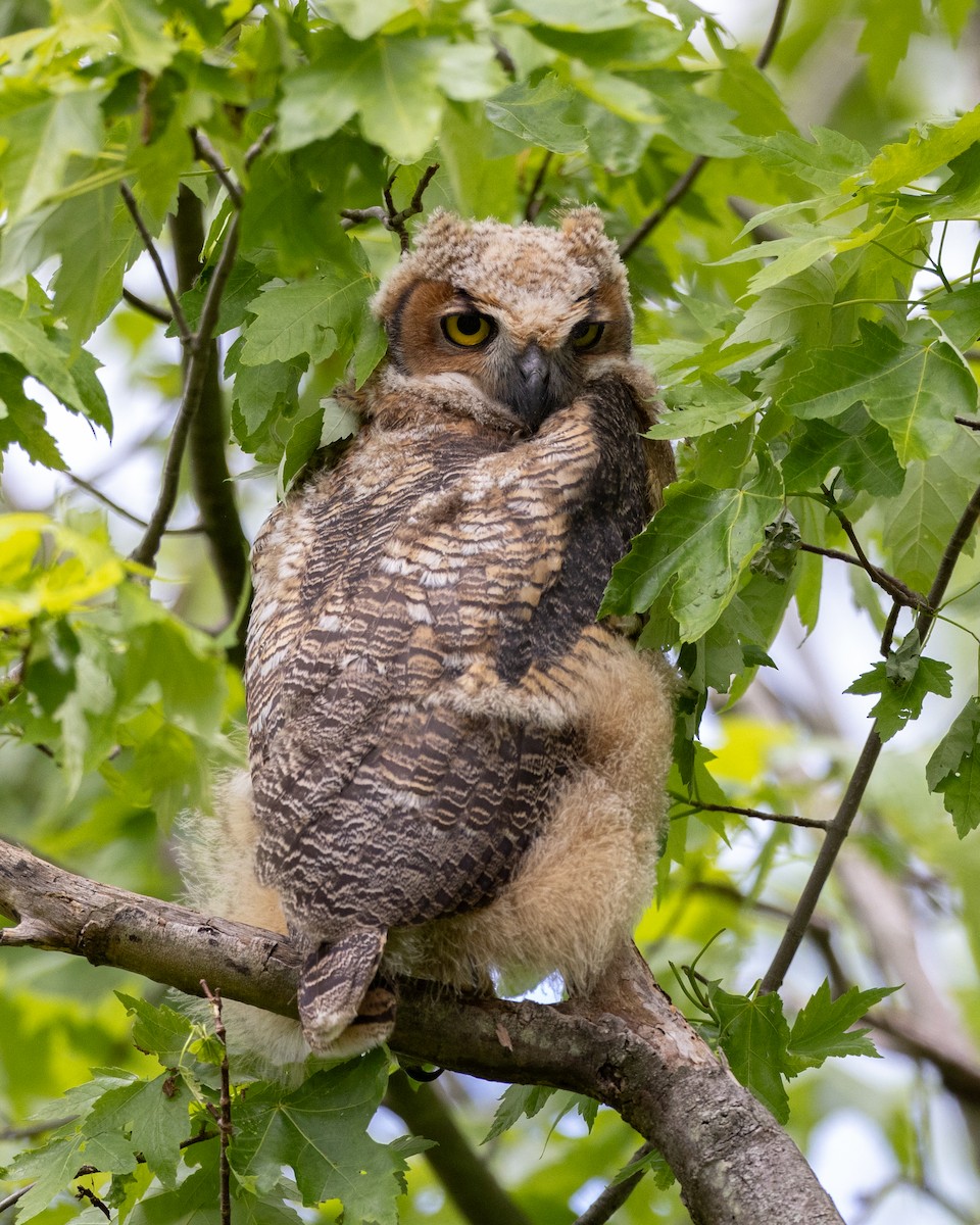 Great Horned Owl - ML619519070