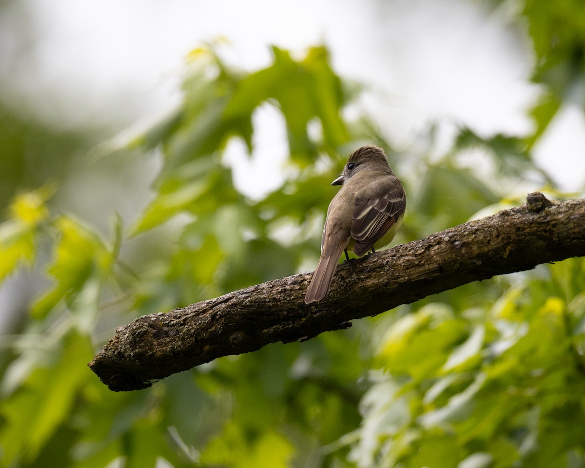 Great Crested Flycatcher - ML619519102