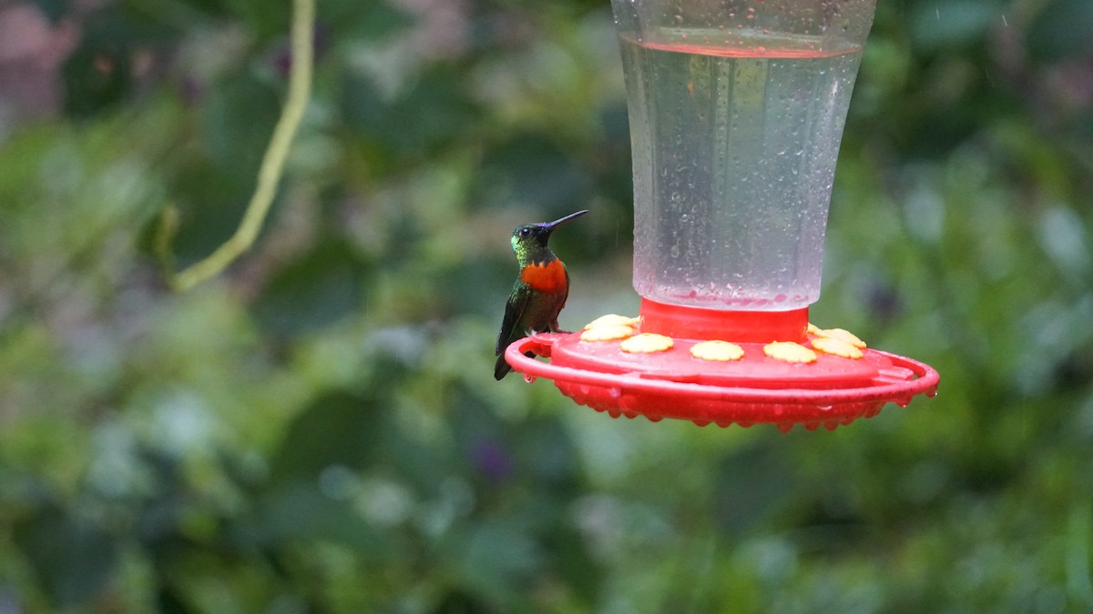 kolibřík nazlátlý - ML619519135