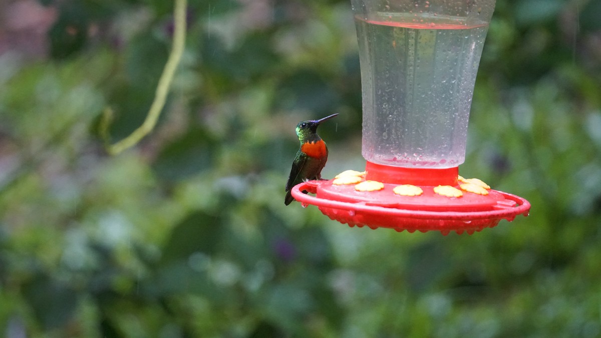 kolibřík nazlátlý - ML619519136
