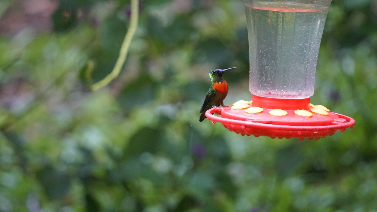 kolibřík nazlátlý - ML619519137