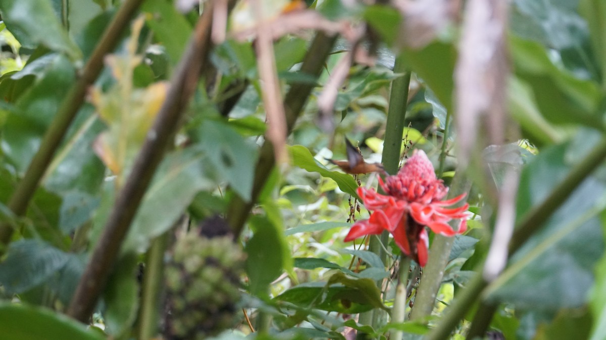 Рыжеватый колибри-отшельник - ML619519182