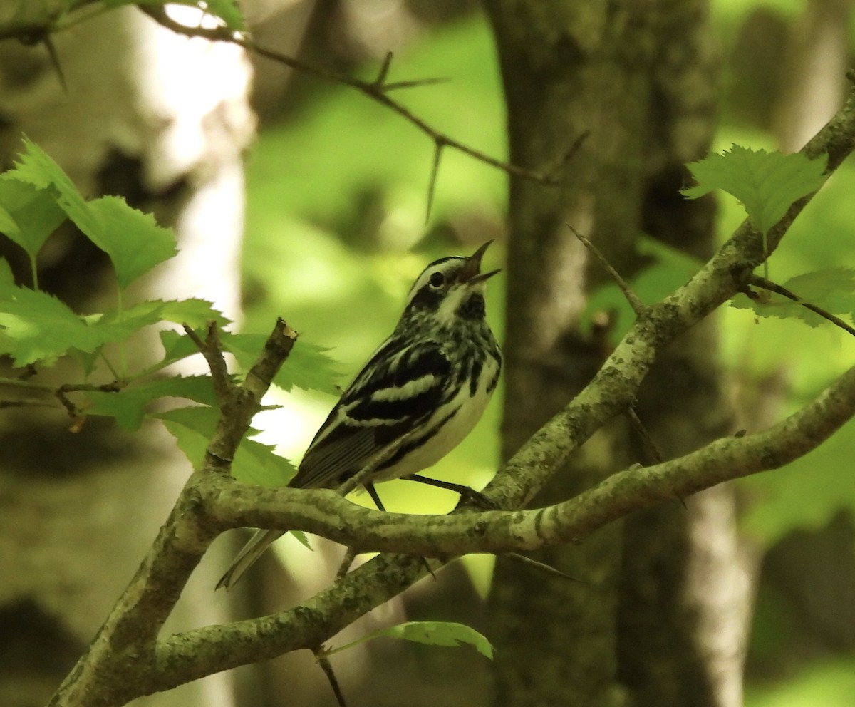 Black-and-white Warbler - ML619519189