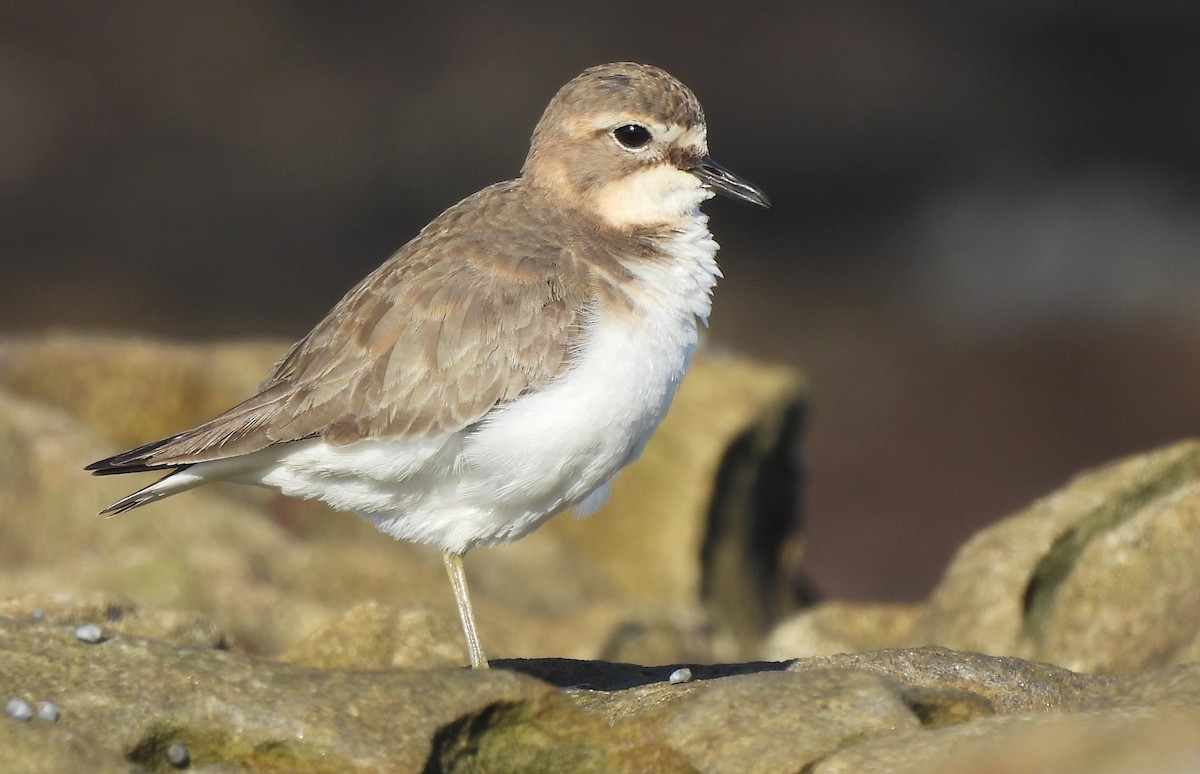 Double-banded Plover - ML619519201