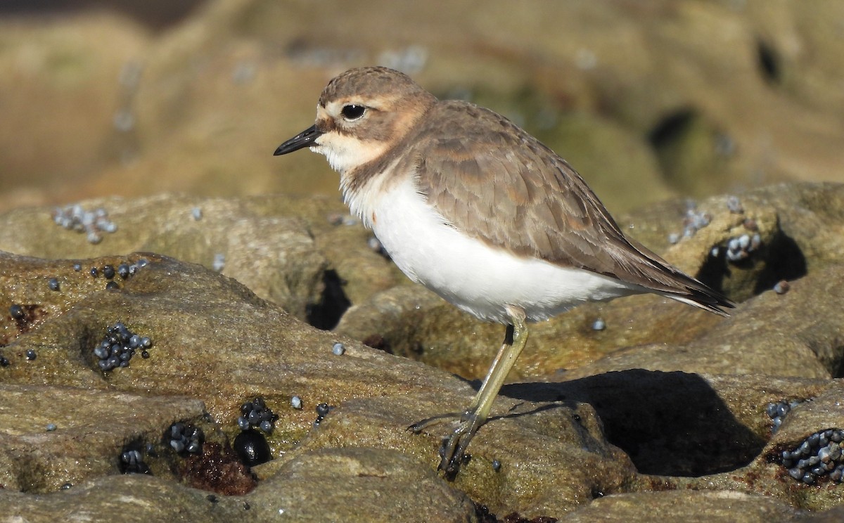 Double-banded Plover - ML619519206