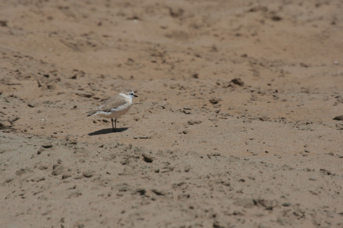 White-fronted Plover - ML619519214