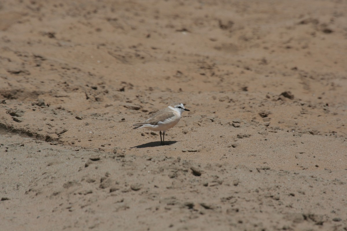 White-fronted Plover - ML619519215