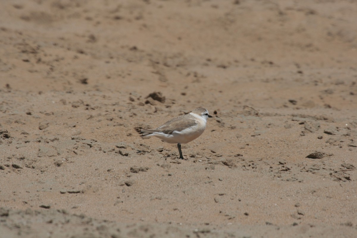 White-fronted Plover - ML619519216
