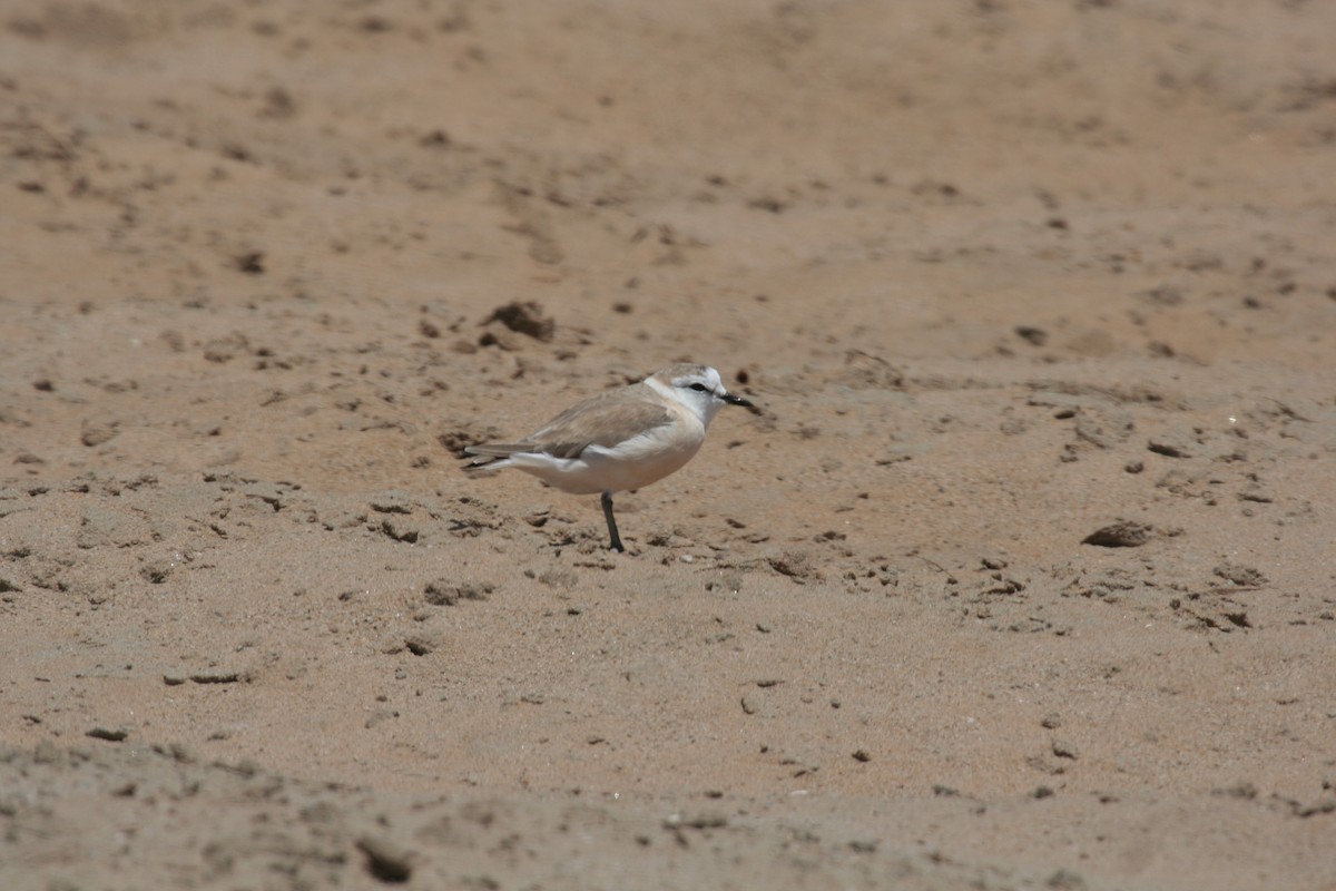 White-fronted Plover - ML619519217