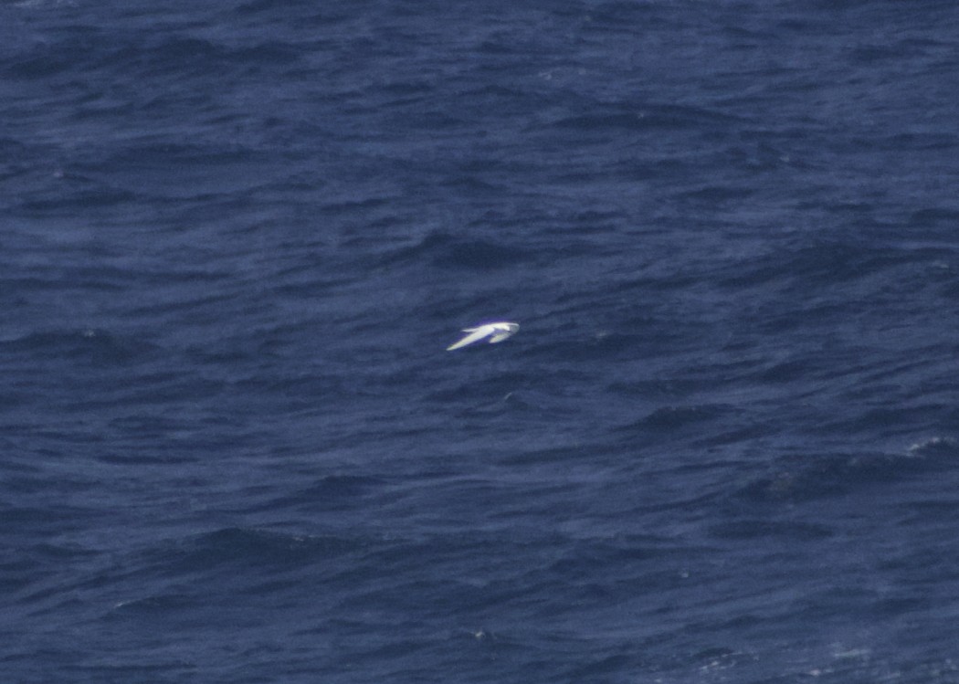 White Tern - ML619519243