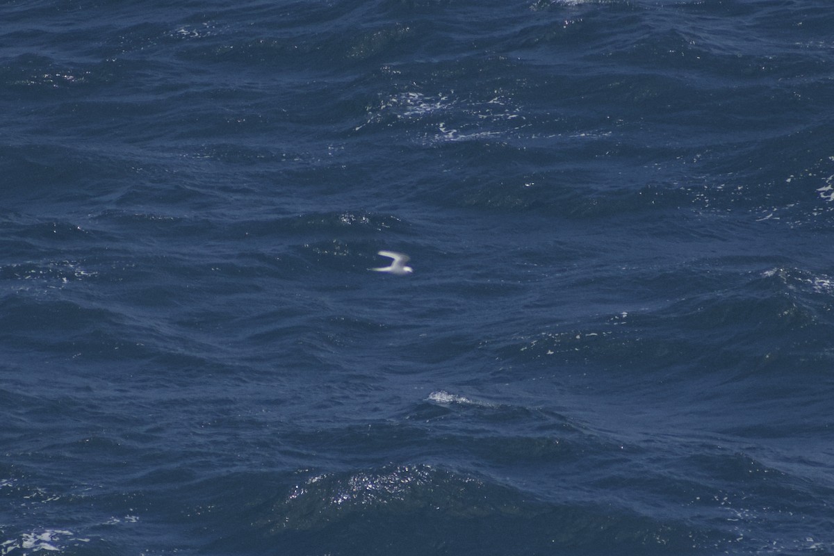 White Tern - ML619519246