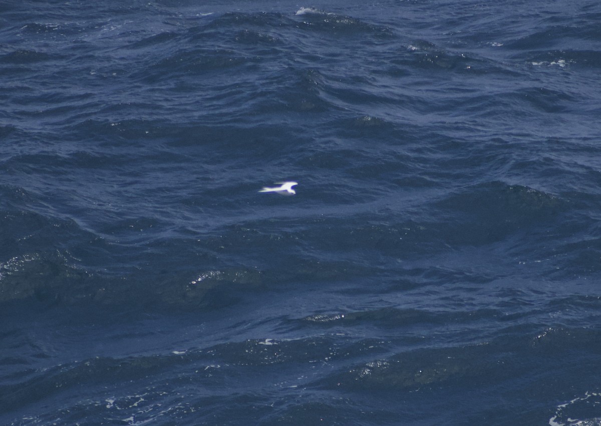 White Tern - ML619519247
