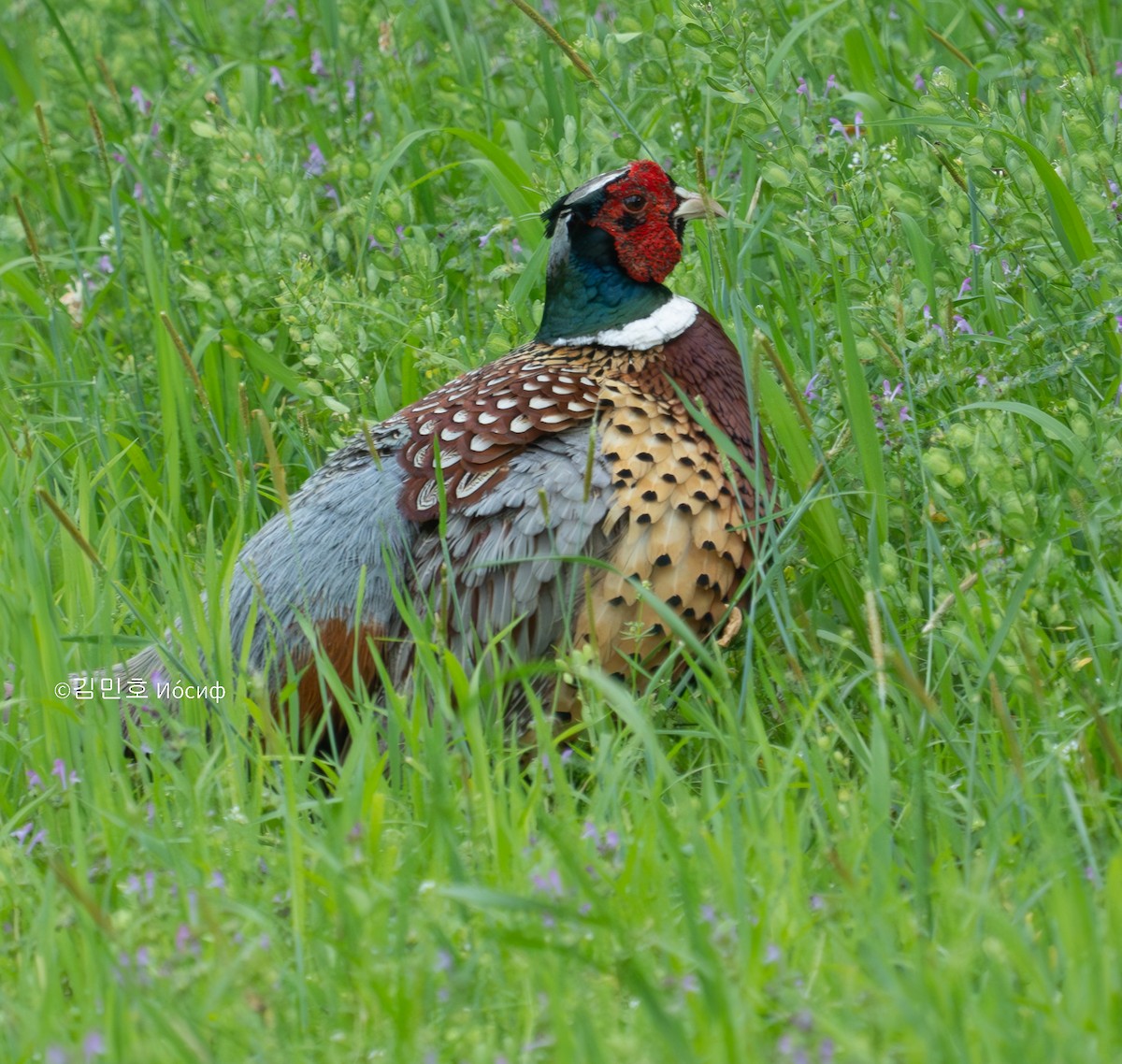 Ring-necked Pheasant - ML619519254