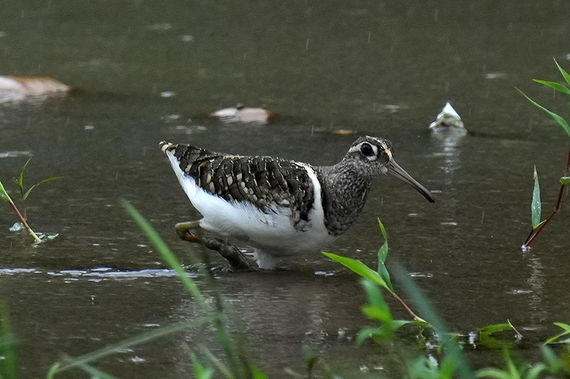 Greater Painted-Snipe - ML619519256
