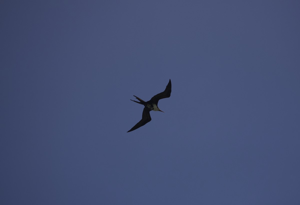 Great Frigatebird - ML619519309