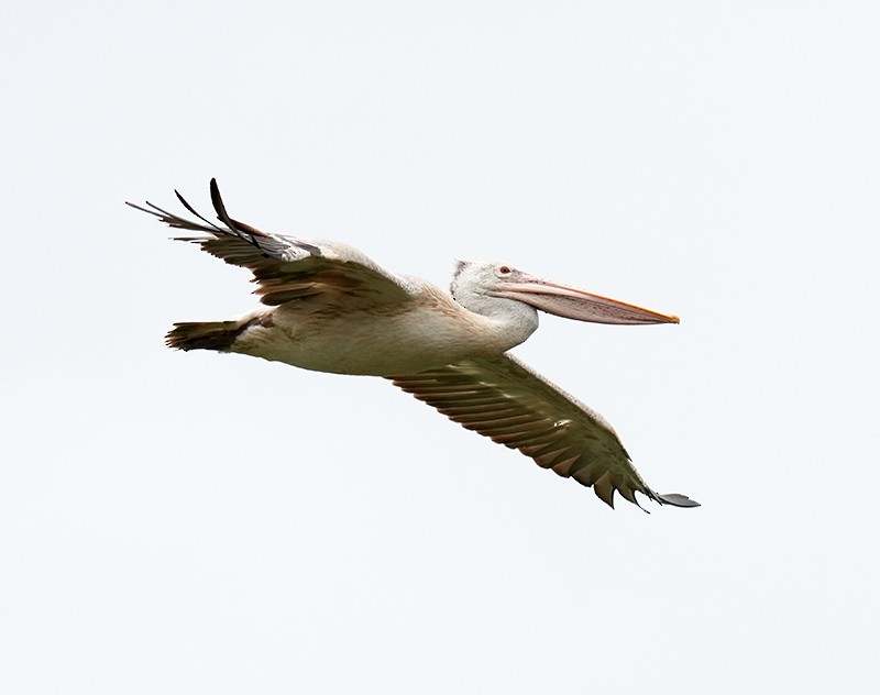 Spot-billed Pelican - ML619519328