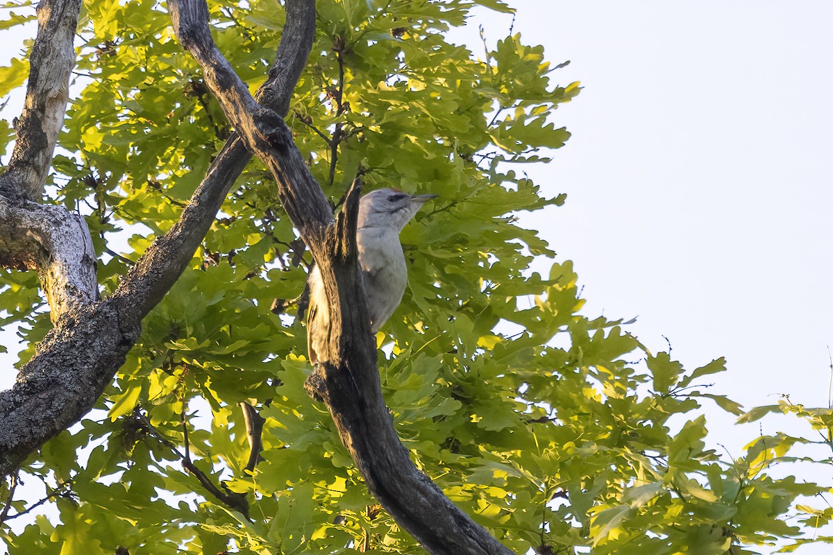 Gray-headed Woodpecker - ML619519338