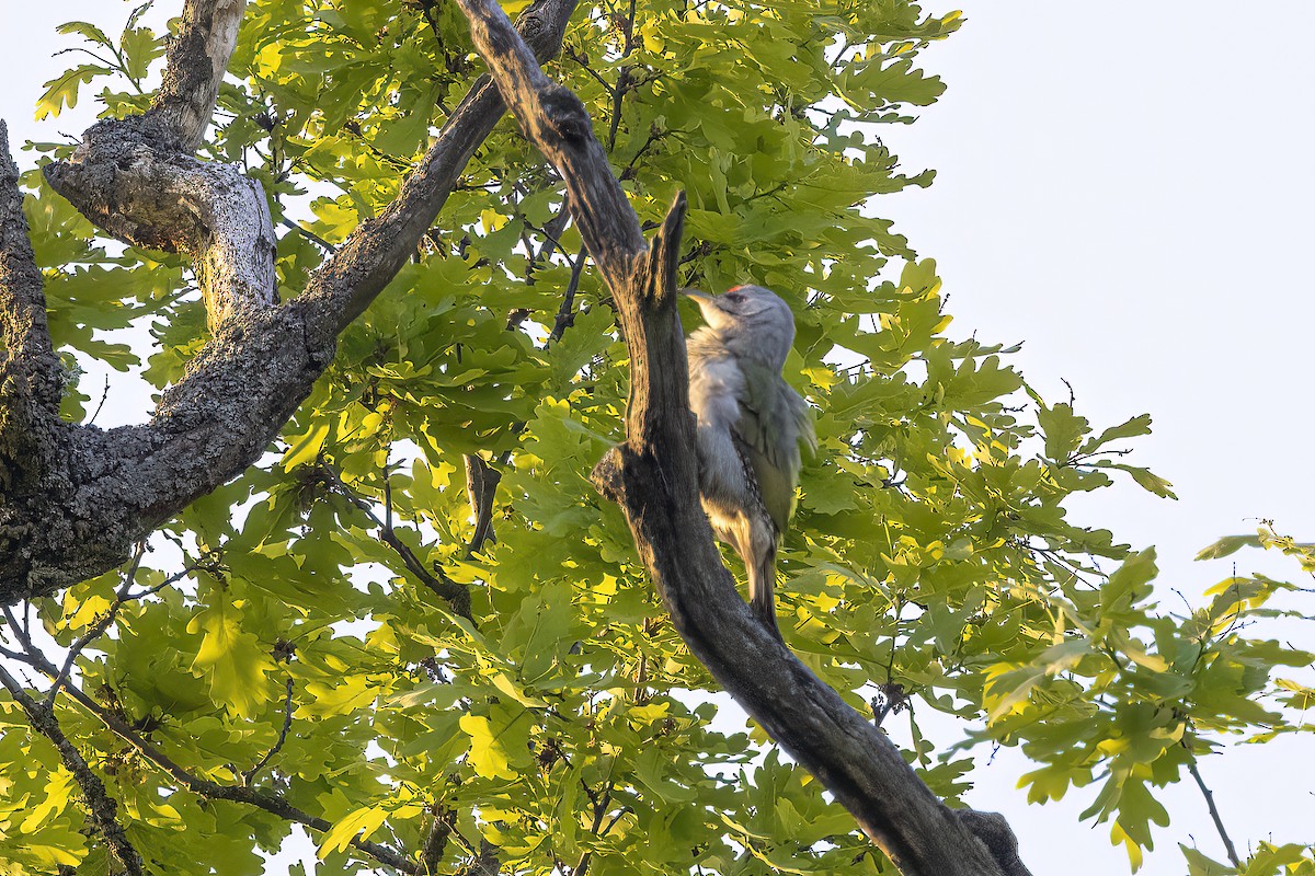 Gray-headed Woodpecker - ML619519339