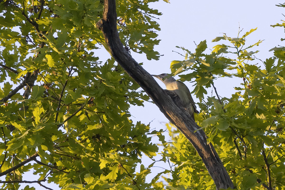 Gray-headed Woodpecker - ML619519340