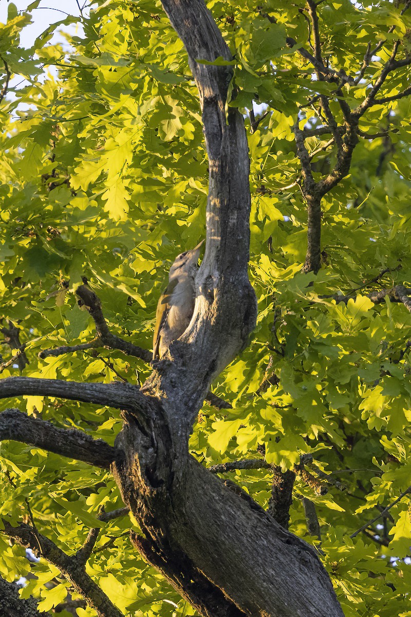 Gray-headed Woodpecker - ML619519342