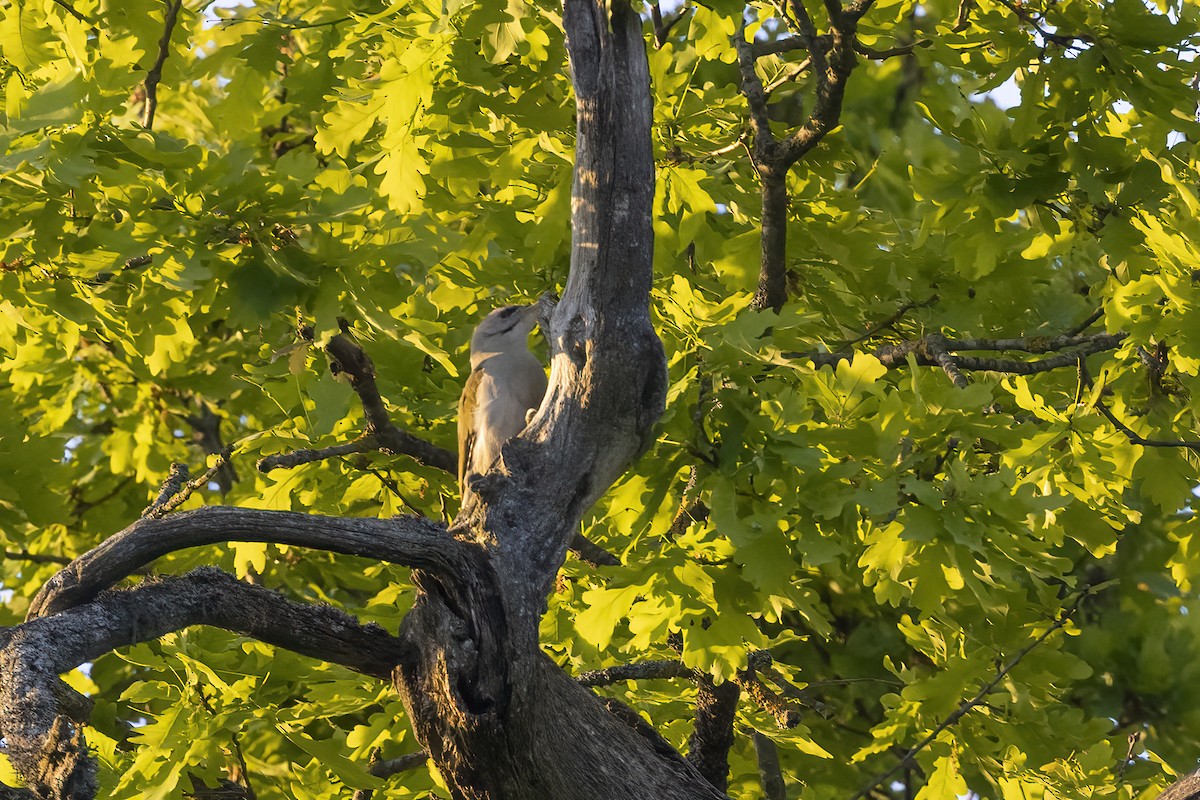 Gray-headed Woodpecker - ML619519343