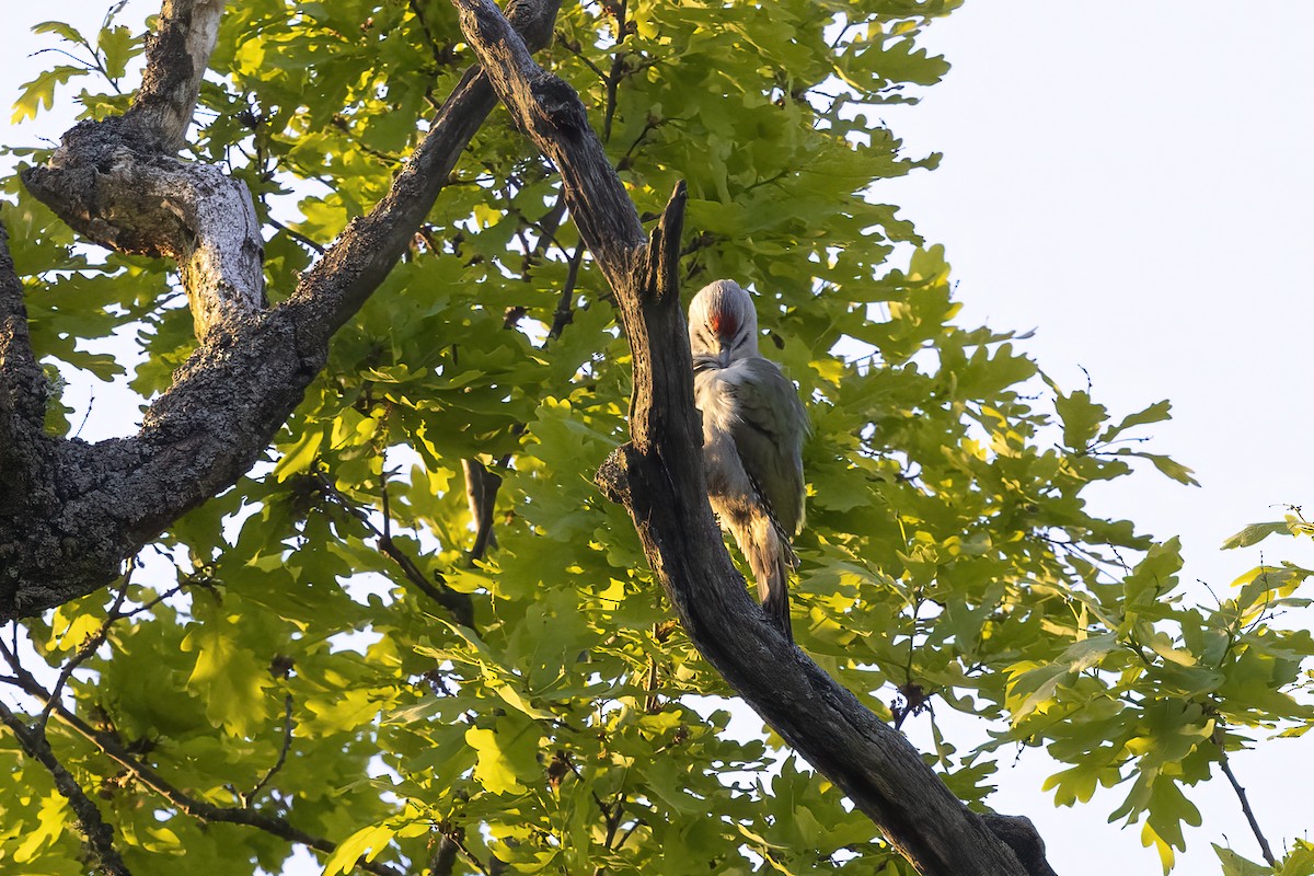 Gray-headed Woodpecker - ML619519345